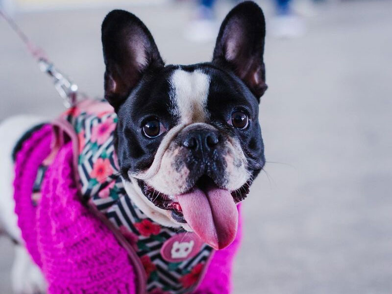 NITERÓI: Município vai ser palco de um megaevento em outubro relacionado ao mundo dos pets Pets, Niterói