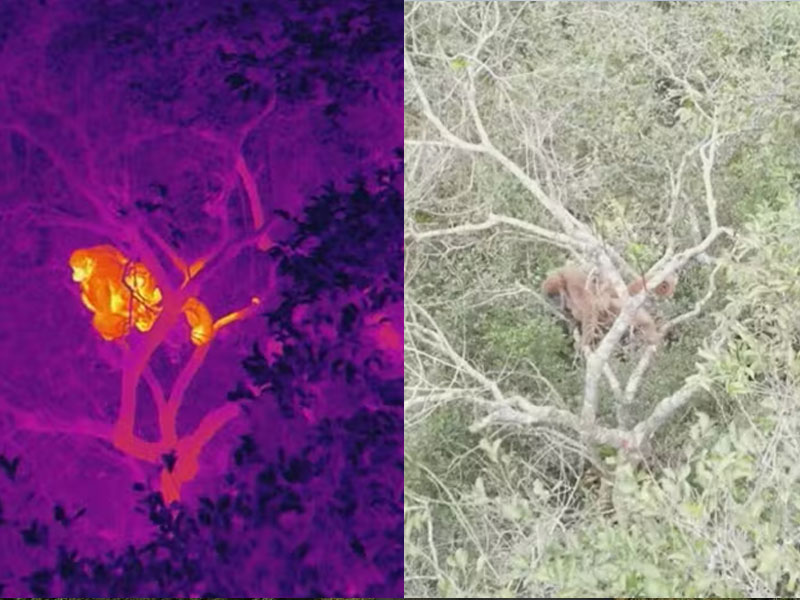 Macacos da espécie muriqui-do-sul foram fotografados no interior do estado do RJ por drones com câmera termal.
